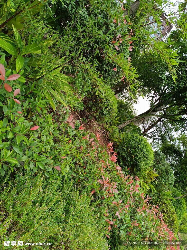 山坡绿植景观