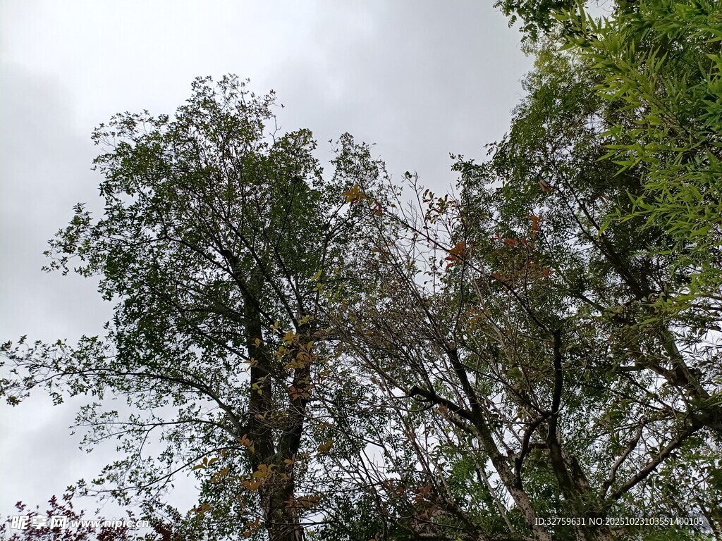 天空下的葱郁树木