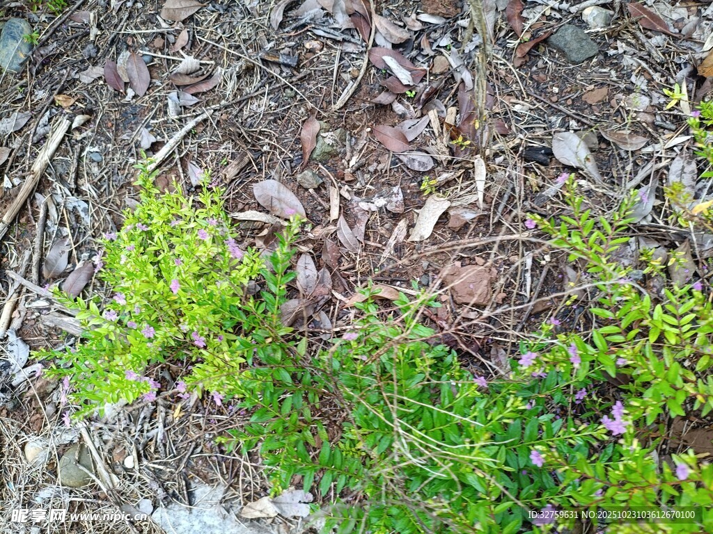 地面嫩绿植物与枯叶