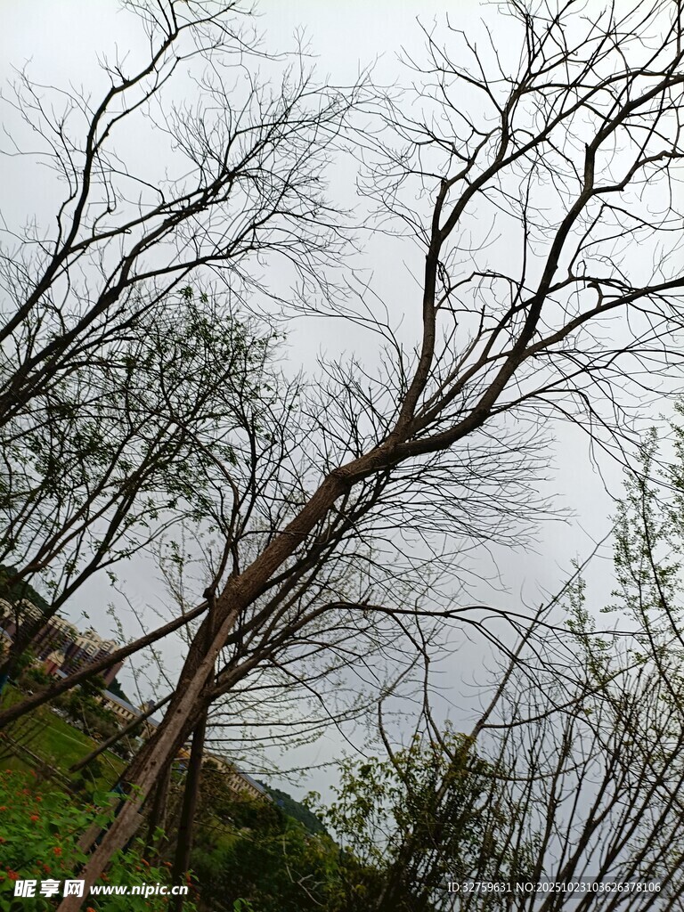 枯树挺立的萧瑟自然景象