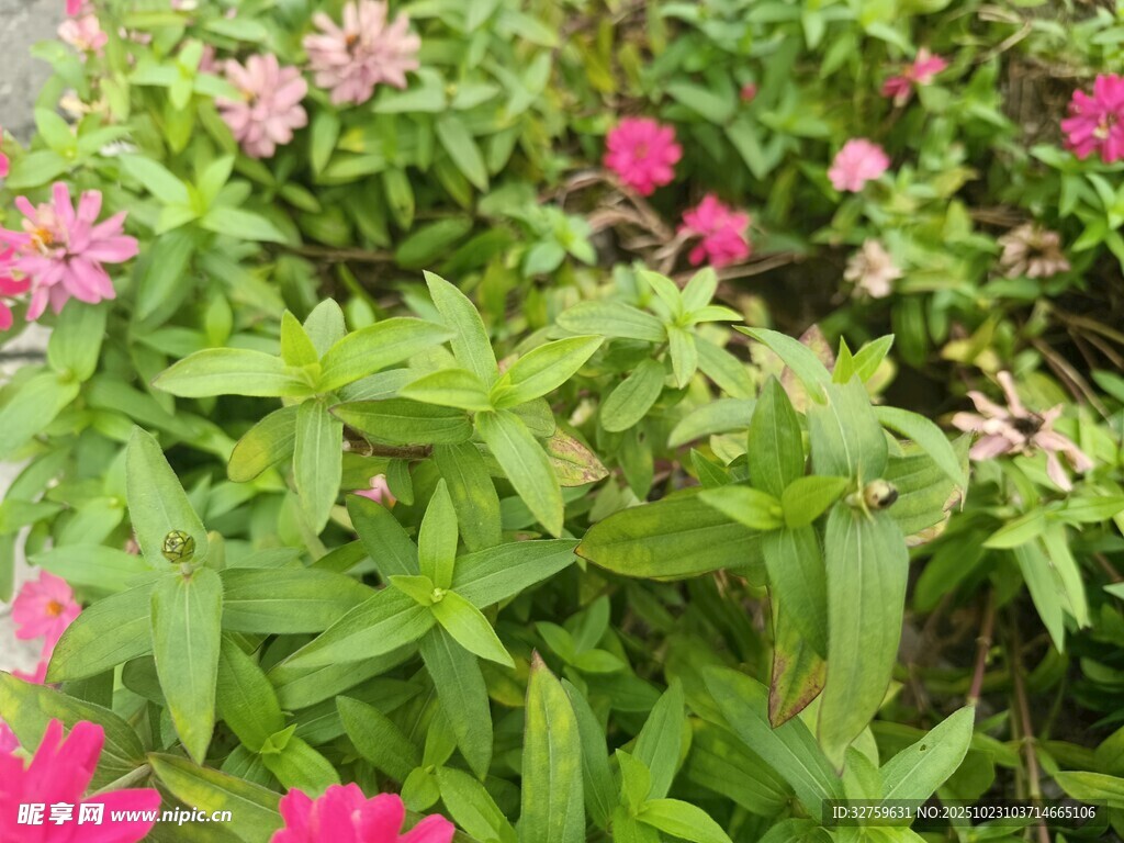 缤纷花卉