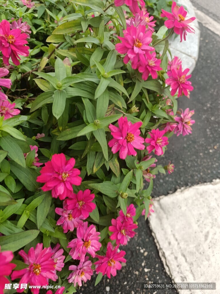 路边绽放的鲜艳粉色花朵