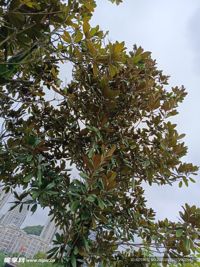 枝叶繁茂的高大树木