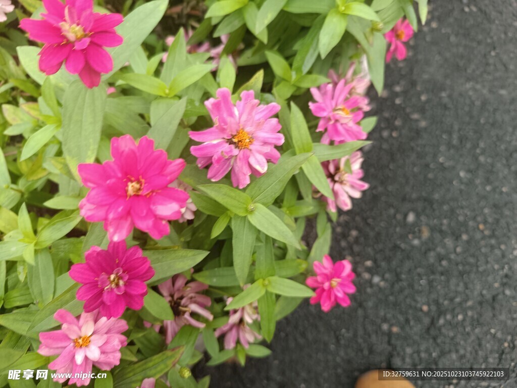娇艳粉色花朵与绿叶相伴