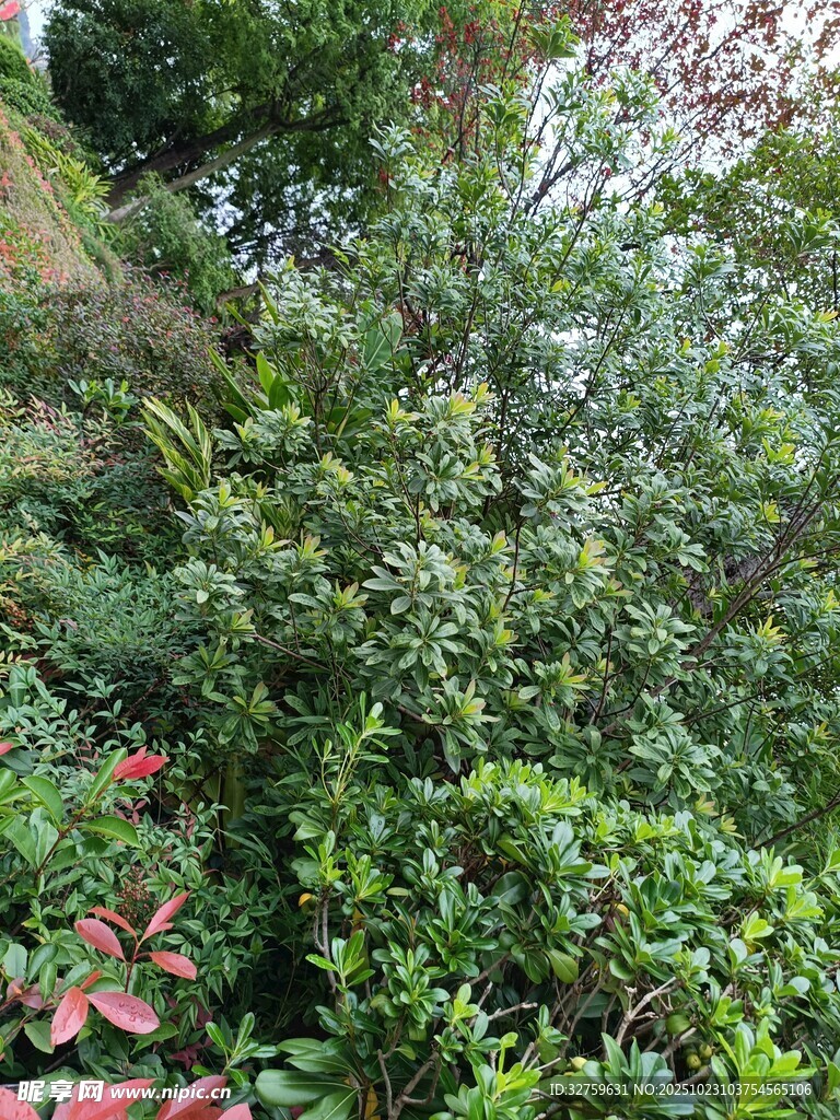繁茂绿植景观