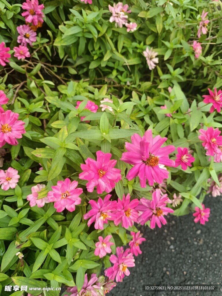 娇艳粉色小花绽放绿叶间