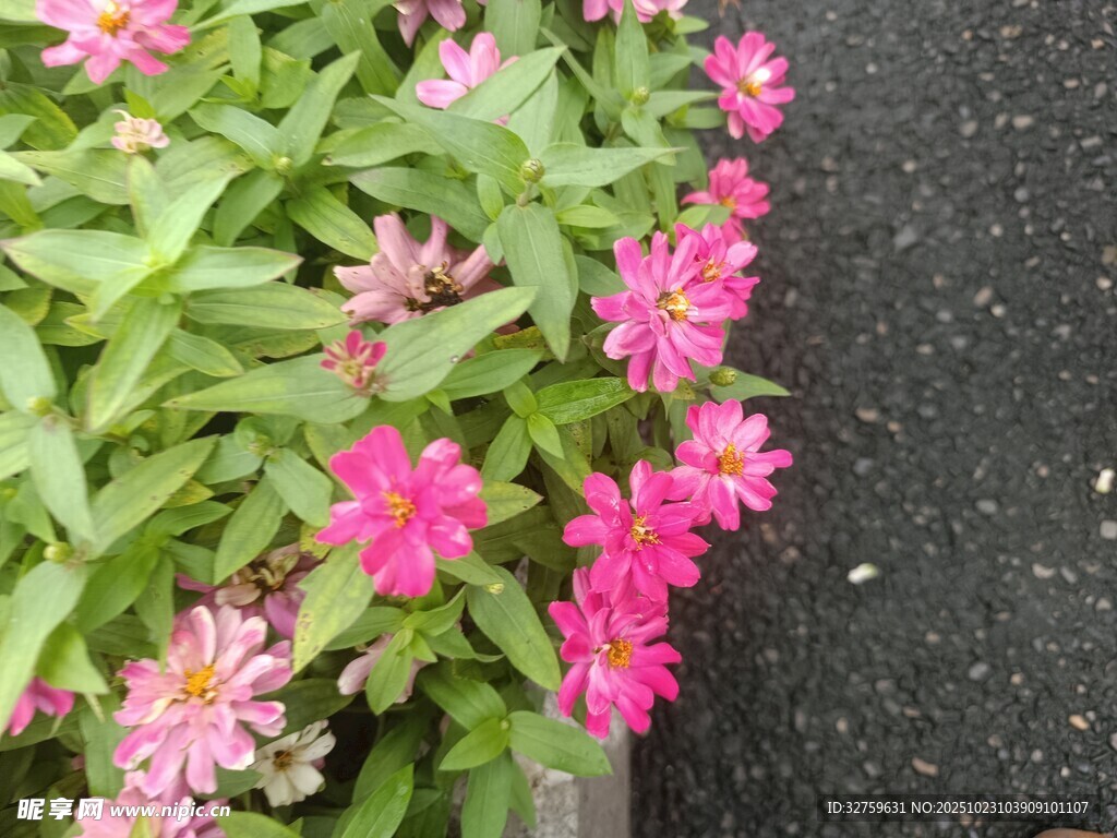 路边绽放的粉色鲜艳花朵