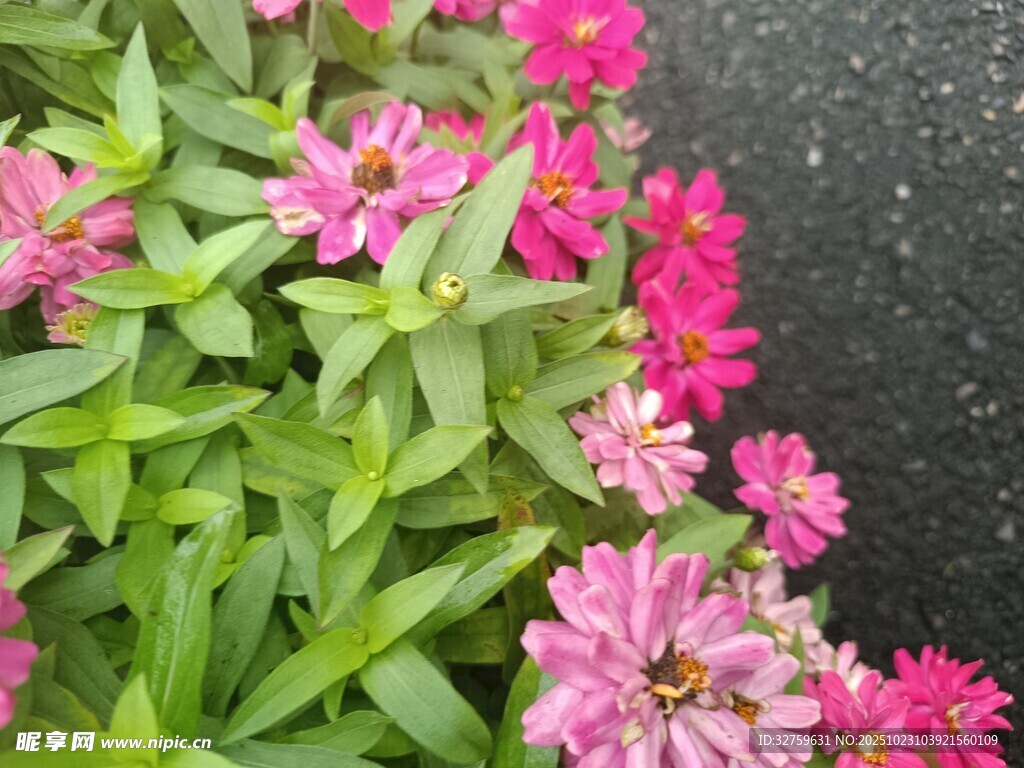 粉色翠菊与绿叶的美丽景致