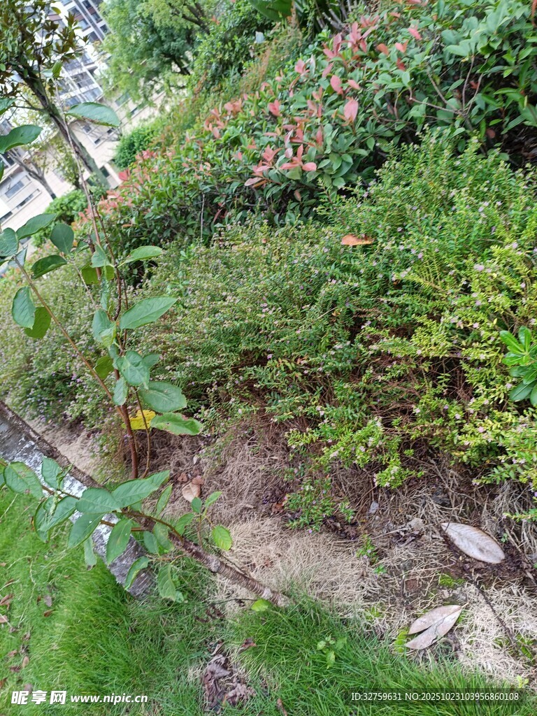 户外绿植景观一角