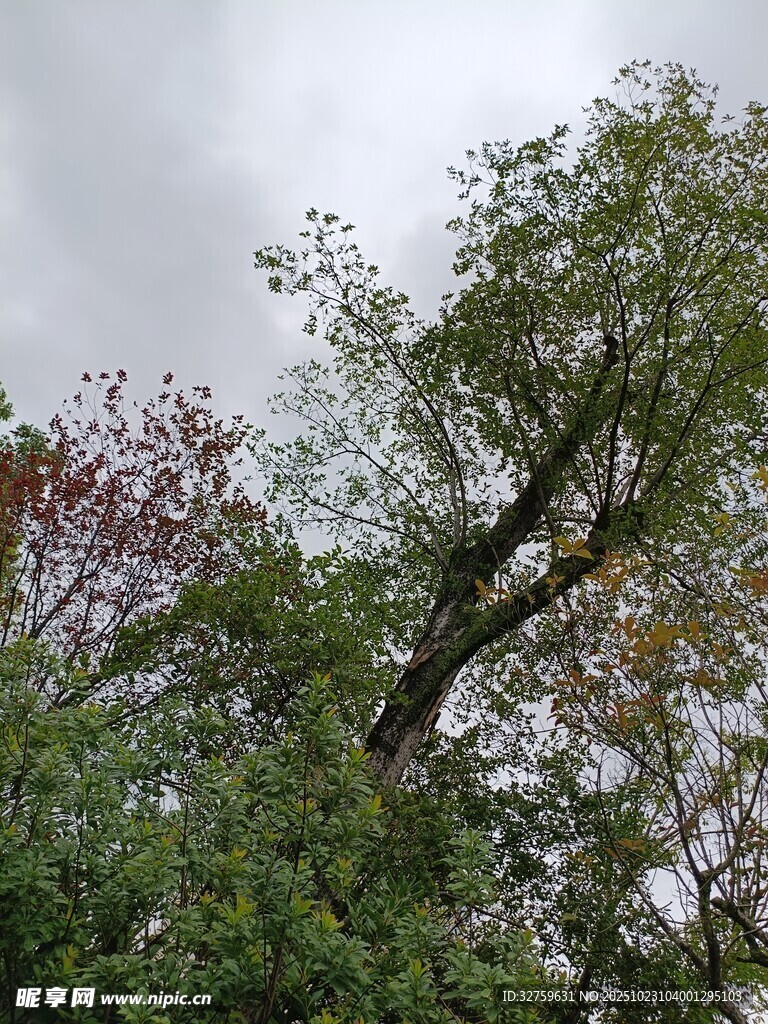 繁茂树木与阴沉天空