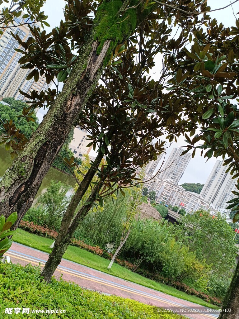 城市中的静谧绿树景观