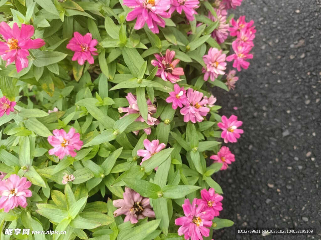 娇艳粉色花朵绽放