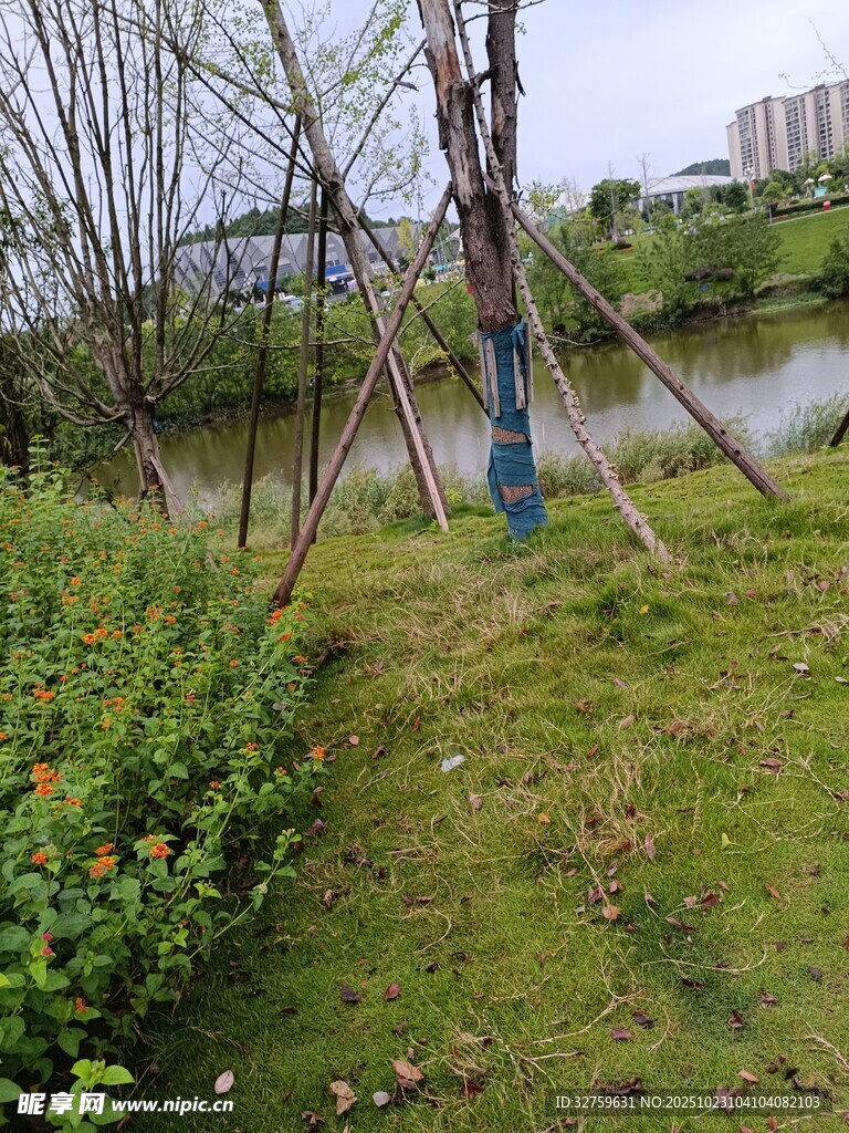 小树被支架支撑在绿地中