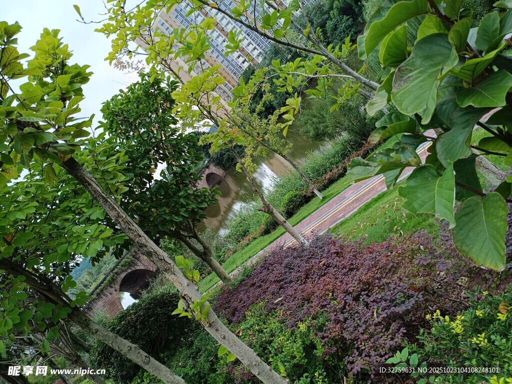 绿意盎然的庭院景观