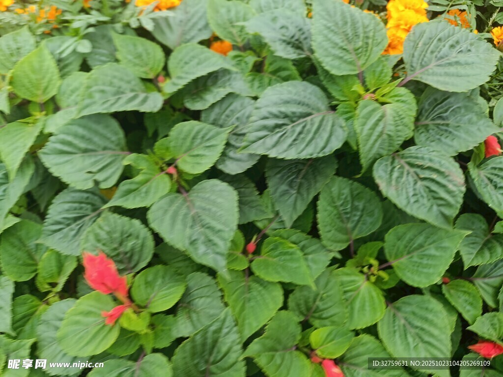 绿叶间绽放的多彩小花