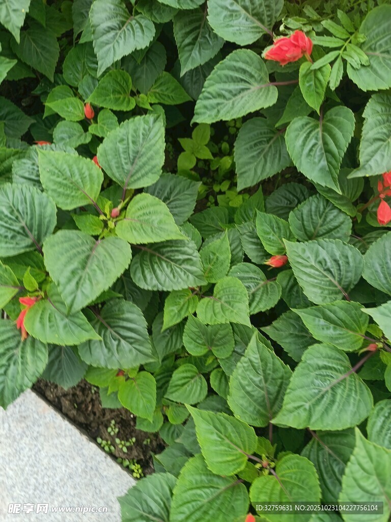 绿叶间的娇艳红花