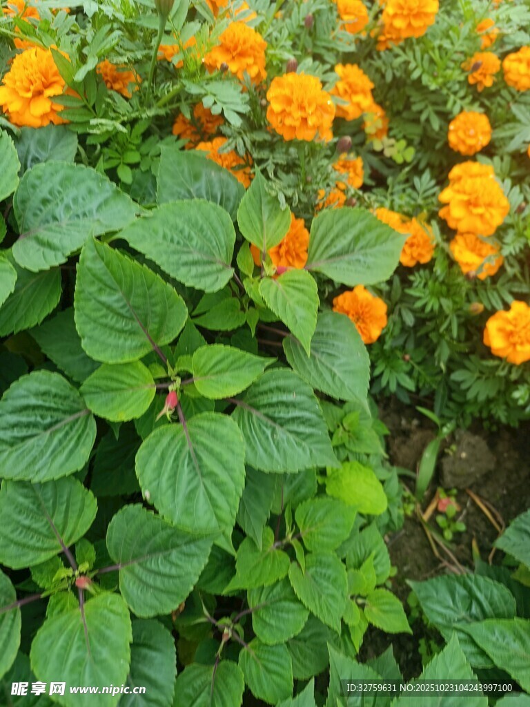 橙色小花与绿叶的景致