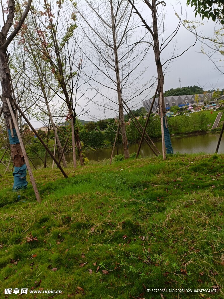 春日草地旁的光秃树木