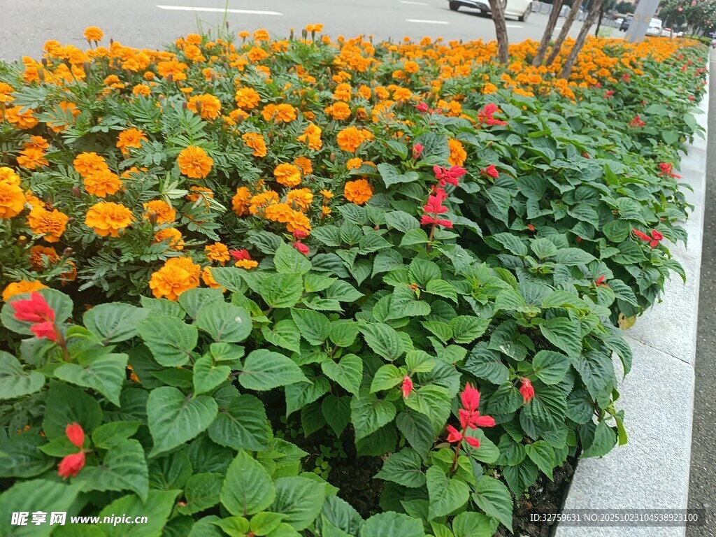 多彩花卉装点的美丽花带