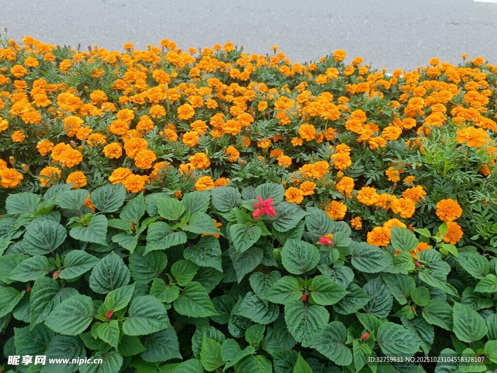 橙色花卉与绿叶景观