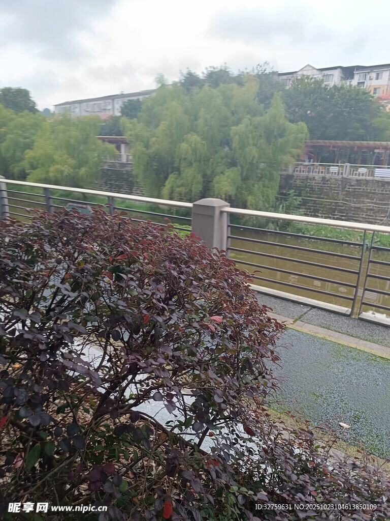 河边绿植景观