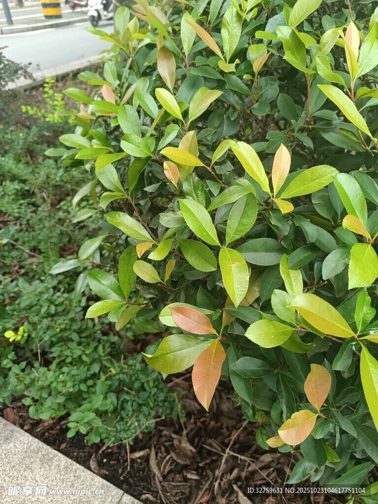 绿叶繁茂的园林植物景观