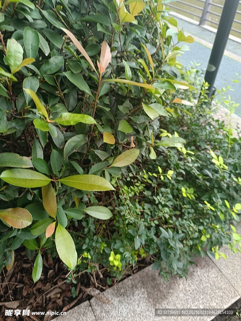 路边繁茂绿植景观