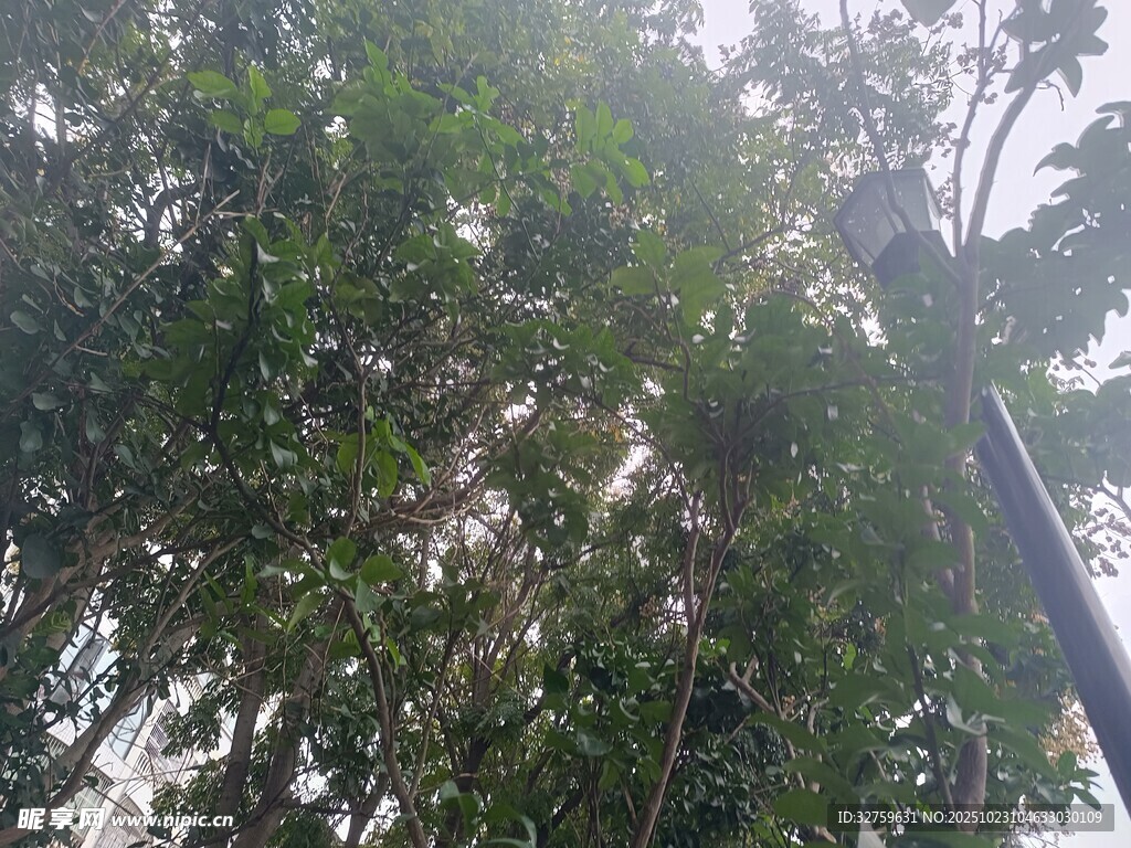 茂密丛林中的繁茂树木