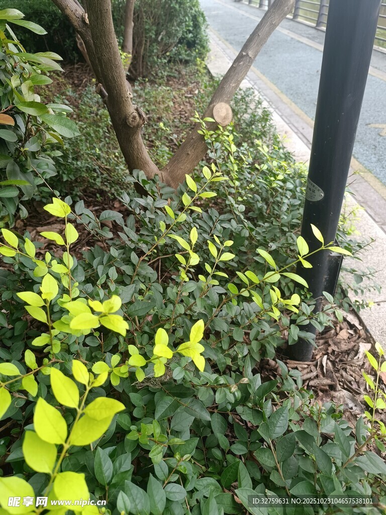 绿叶繁茂的路边植物景观