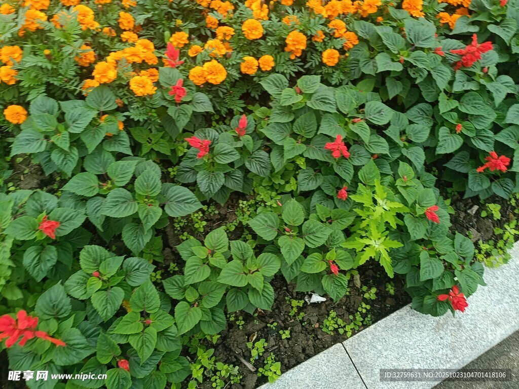 多彩花卉装点路边景观