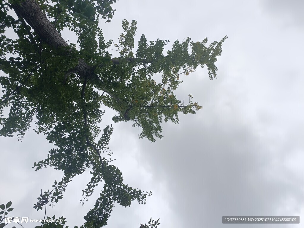 仰视绿树与天空景象