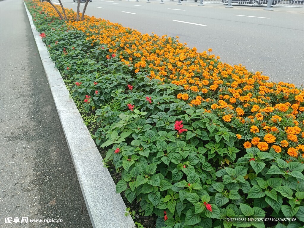 路边绚烂多彩的花卉景观