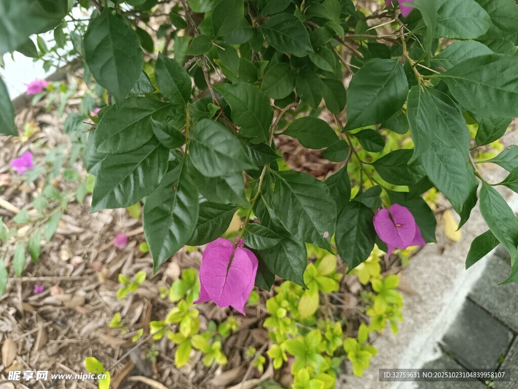 绿叶间点缀的娇艳紫花