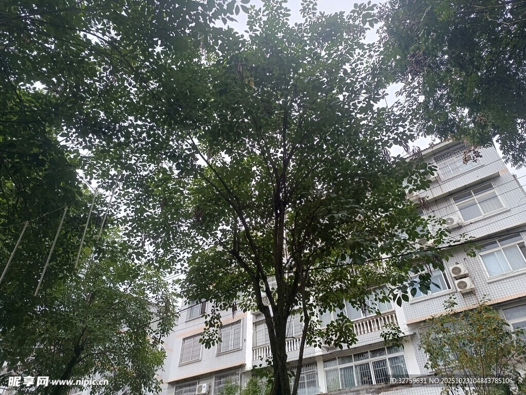 雨中树木与楼房景象