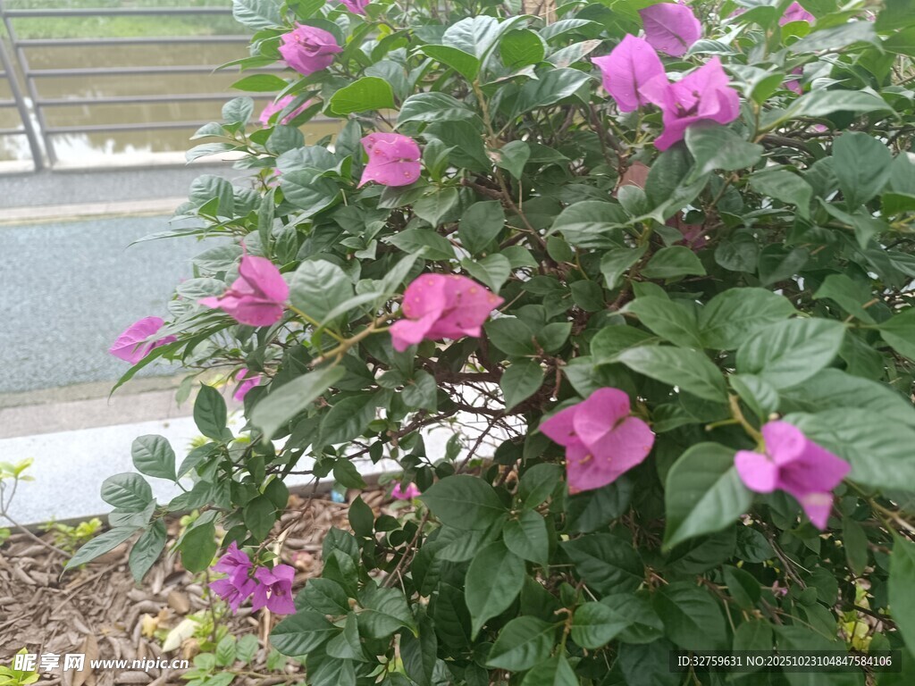 绽放的粉色花卉