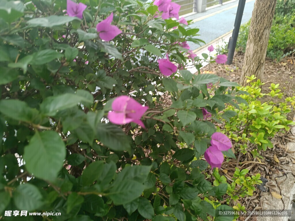 路边绽放的美丽紫色花朵
