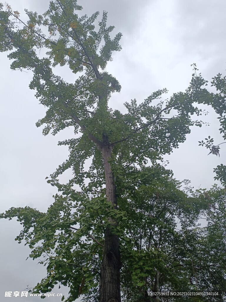 雨中挺拔的茂盛绿树