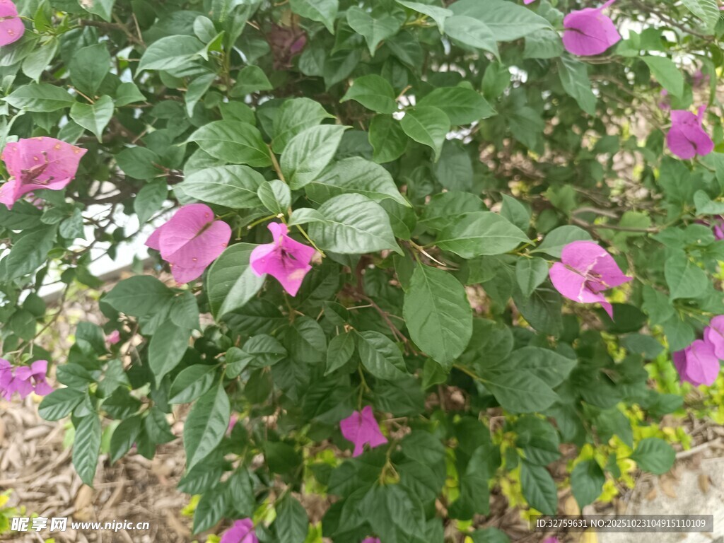 绽放的粉色花朵绿植