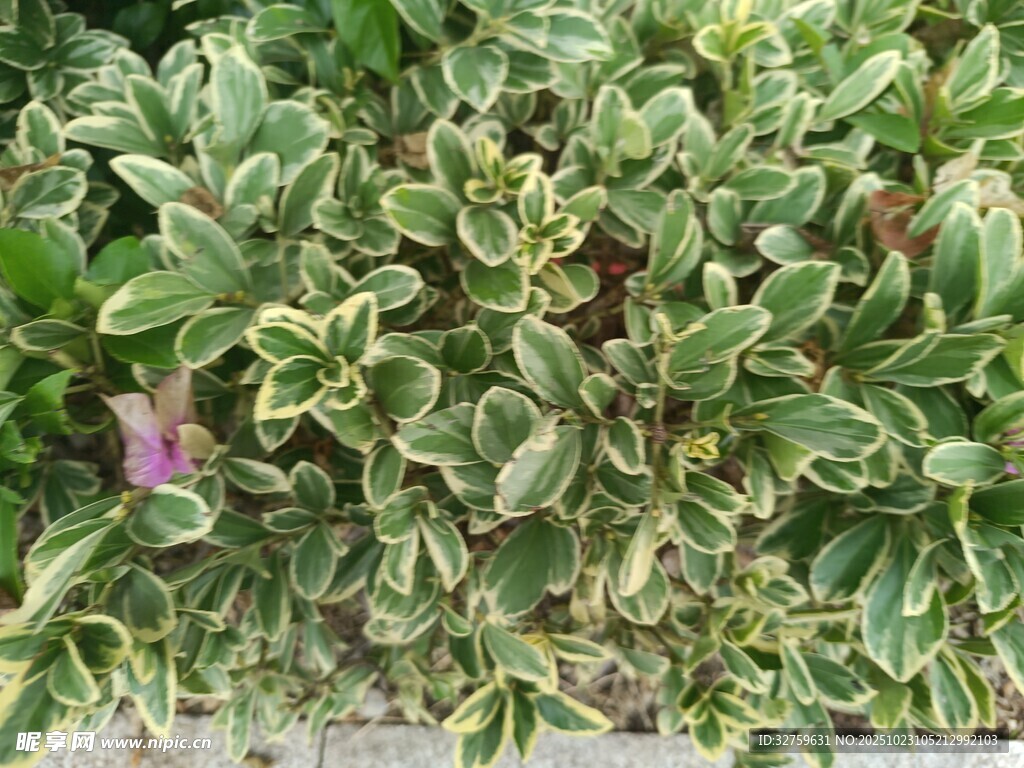 花叶植物特写