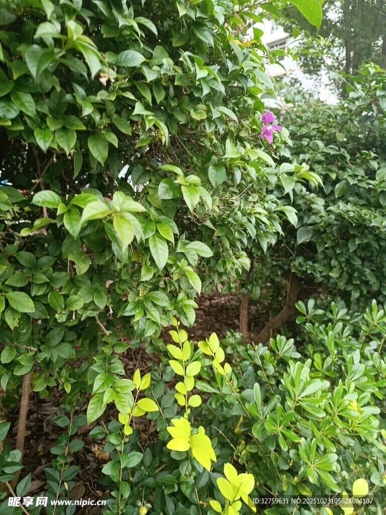 繁茂绿植中的多彩花卉