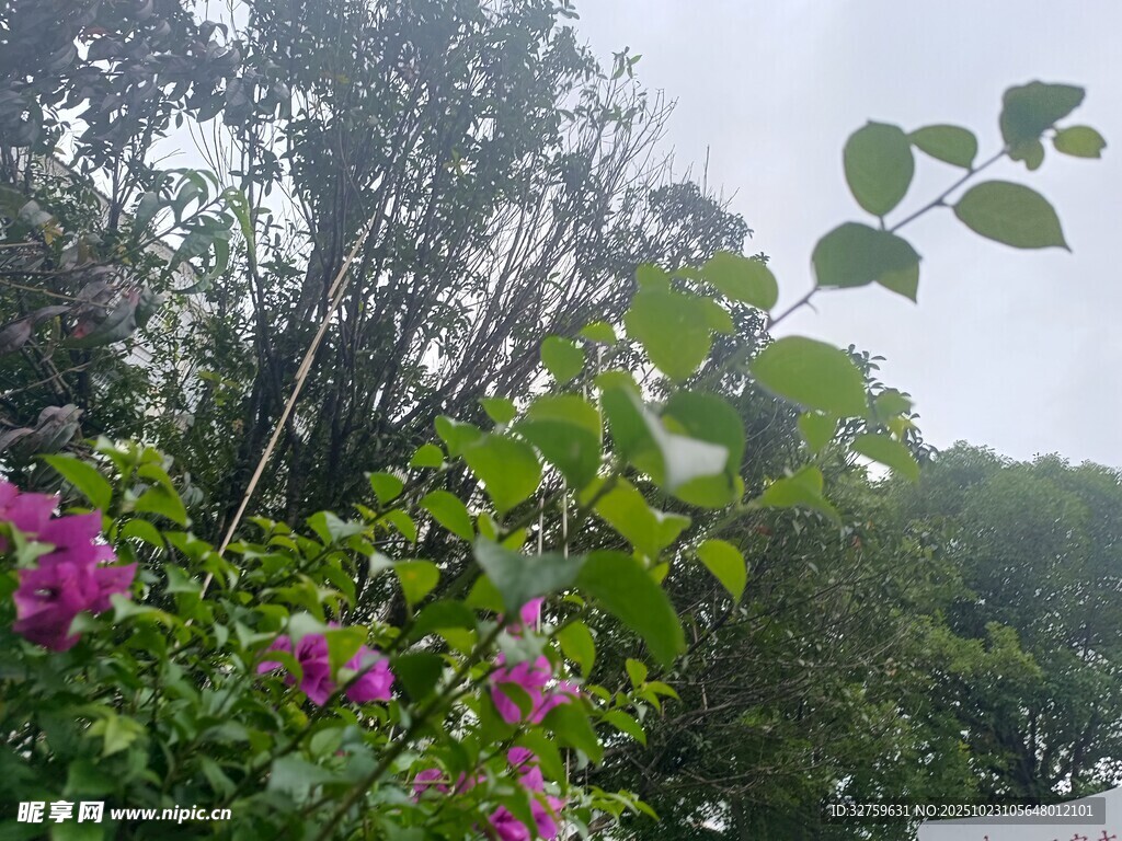 绿叶繁花间的自然景致