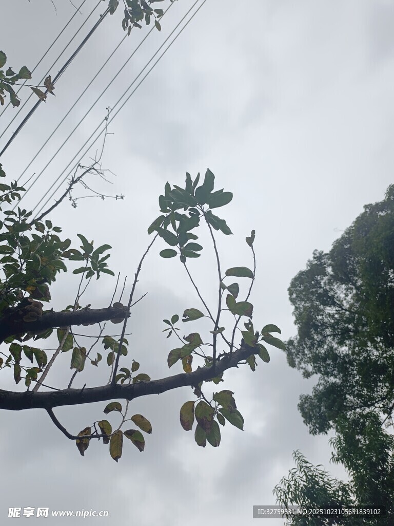 枝头绿叶映灰白天空