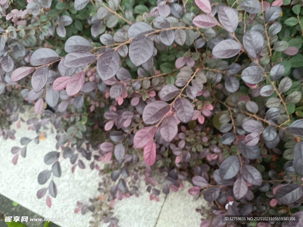 紫叶植物垂挂景象