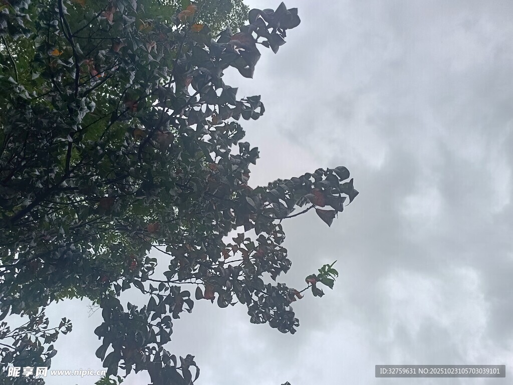 仰视树冠与阴沉天空