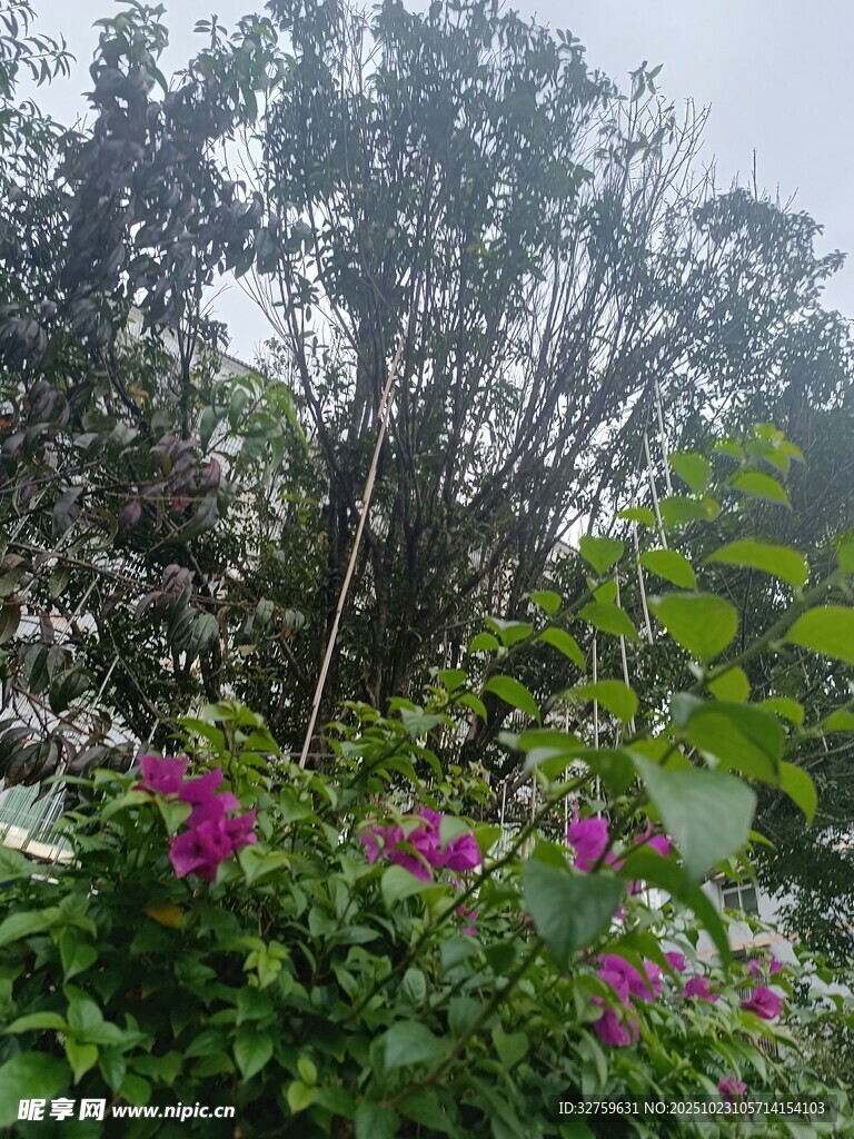 繁花绿树的自然景致