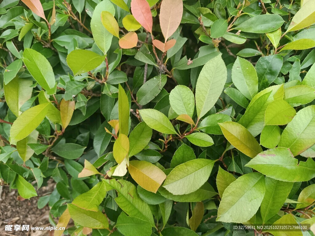 绿叶与红叶交织的植物景观