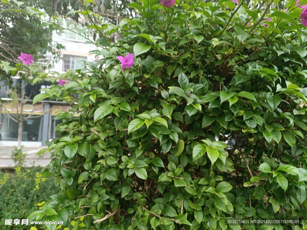 绿叶繁茂的绿植景观