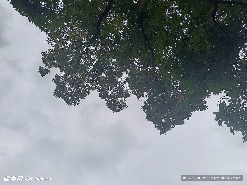 仰视茂密树冠与灰白天空