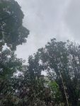 茂密树林 