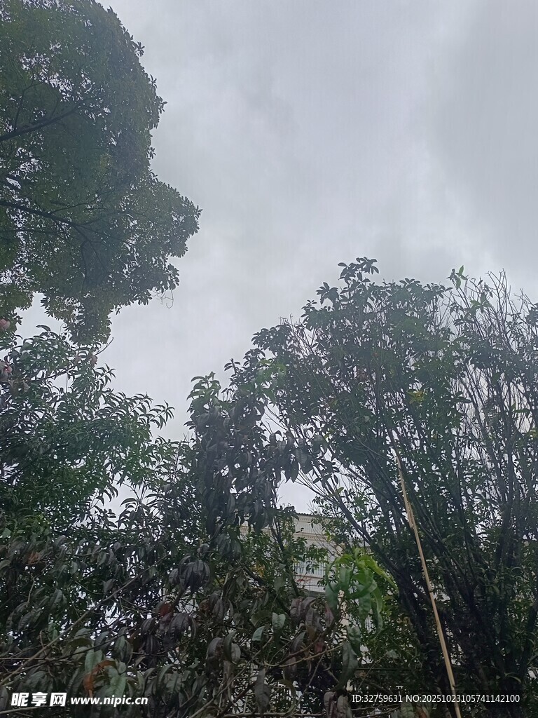 茂密树林 